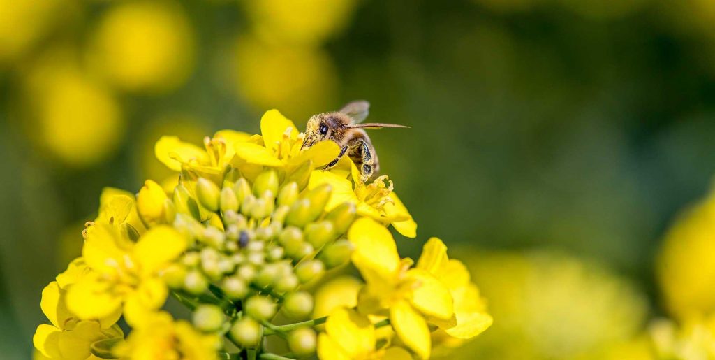 Ein Drittel aller von Menschen verzehrten Pflanzen profitiert direkt oder indirekt von der Bestäubung durch Bienen und andere Insekten. Bienen tragen mit dazu bei, die Versorgung einer wachsenden Weltbevölkerung mit qualitativ hochwertigen, bezahlbaren Nahrungsmitteln zu sichern.