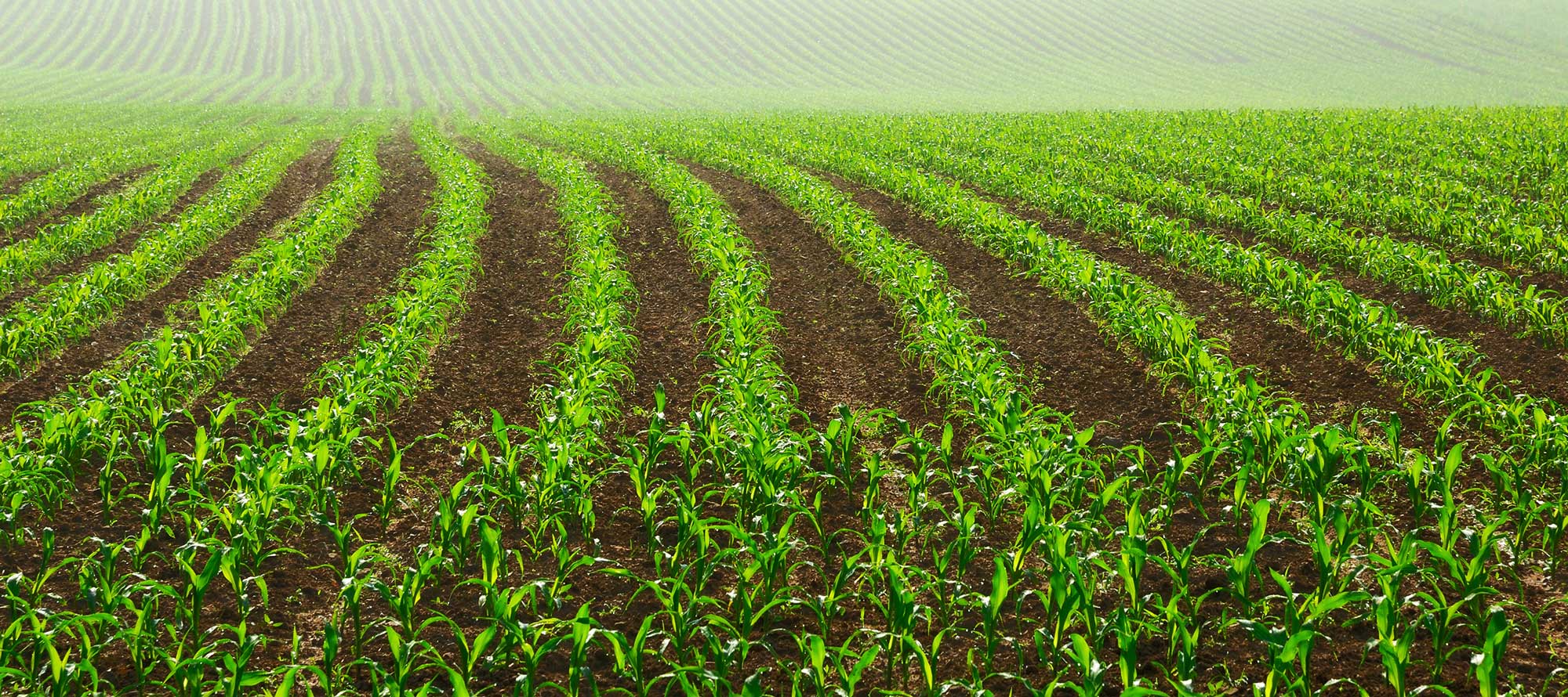 Pflanzenschutz und Bio-Landwirtschaft