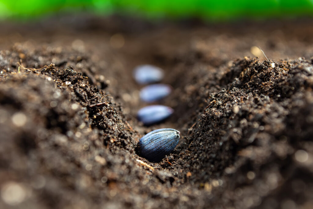 sunflower seeds, blue from pickling, planted in rows in soil