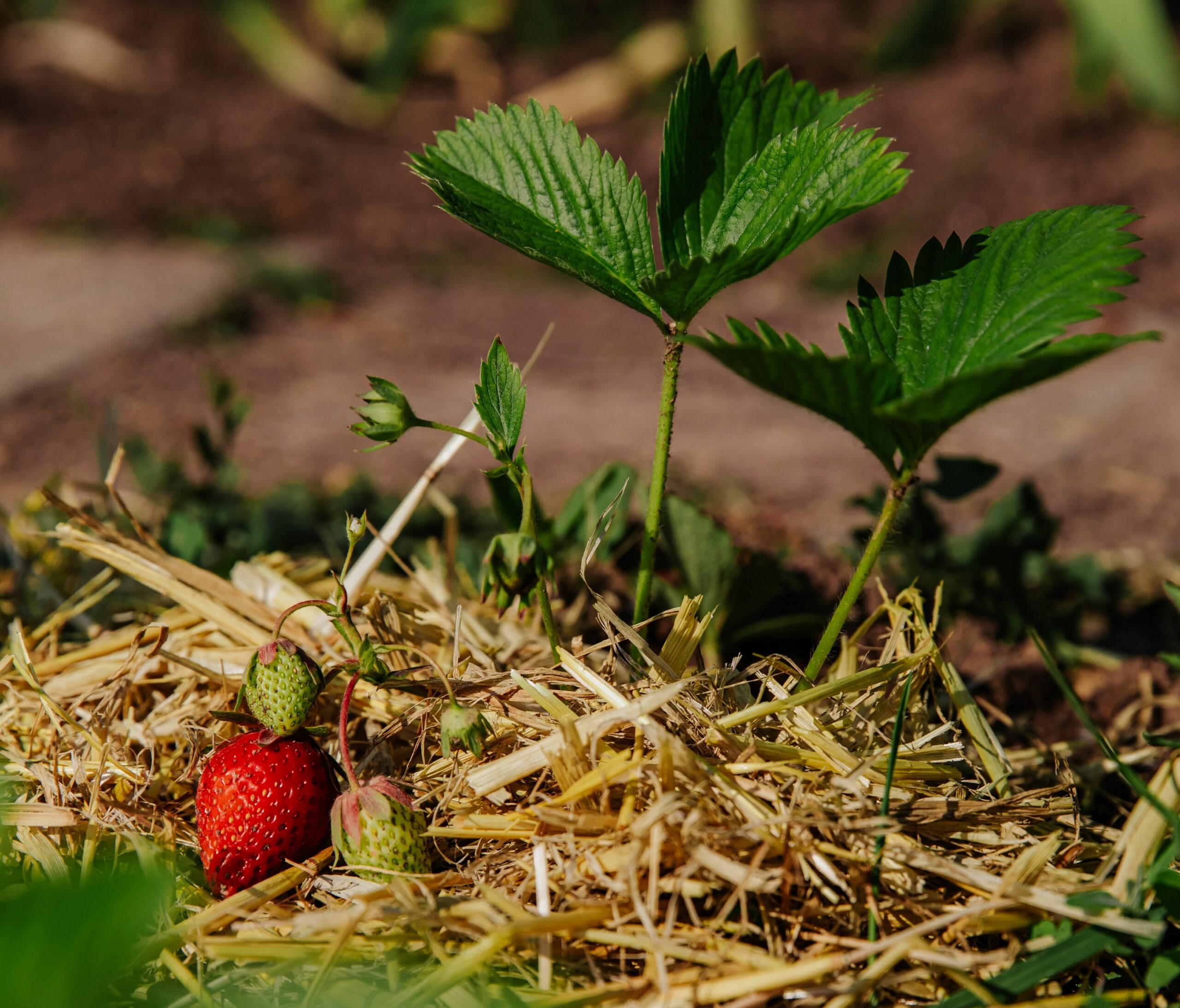 Pflanzenschutz im Erdbeeranbau: Anspruchsvolle Sonderkultur