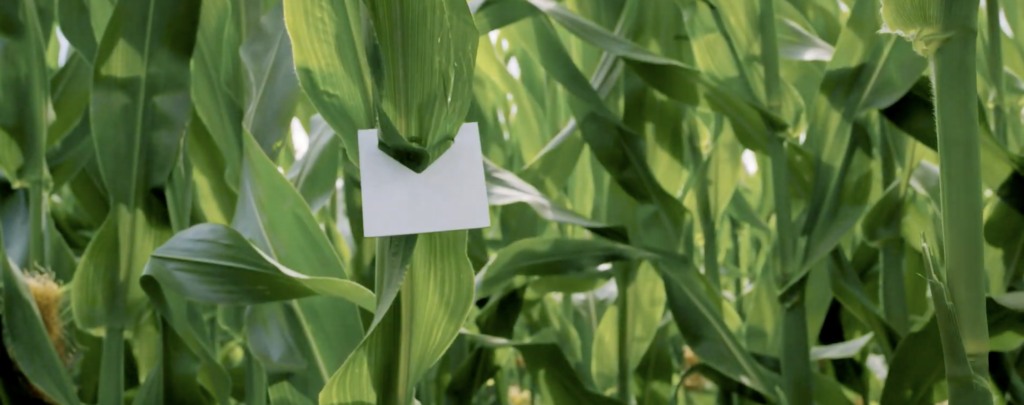 Biologischer Pflanzenschutz: Trichogrammakarten zum Schutz vor dem Maiszünsler