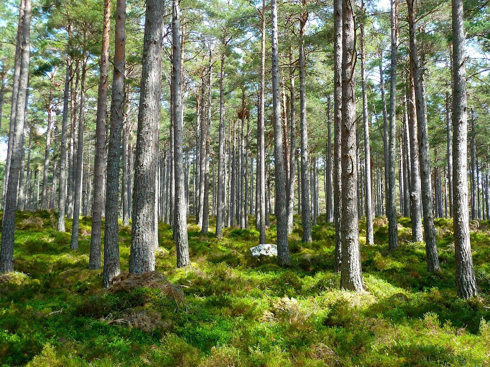 Der Wald ist Lebensraum für Tiere und Pflanzen, Erholungsort für den Menschen und ein wichtiger Faktor für das Erdklima. Am 21. März, dem Internationalen Tag des Waldes, steht sein Schutz besonders im Fokus.