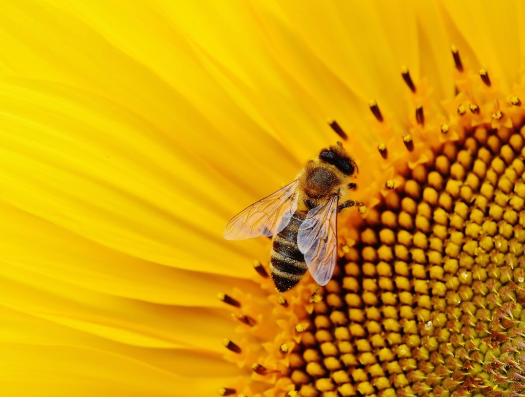 Zum ersten Mal wird 2018 der Weltbienentag gefeiert: Am 20. Mai wird jetzt jährlich weltweit die Bestäubungsleistung der Bienen gewürdigt. Auch die deutsche Landwirtschaft kann nicht ohne die Biene – und tut einiges für den Schutz der Insekten.